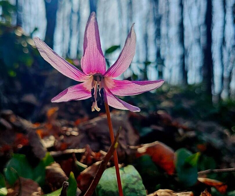 FOTO NATJEČAJ POVODOM DANA OČARANOSTI BILJKAMA